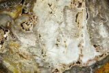 Colorful Hubbard Basin Petrified Wood Slab - Nevada #382198-1
